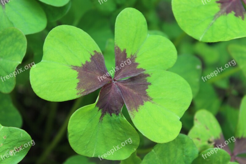 Luck Four Leaf Clover Lucky Clover Klee Lucky Charm