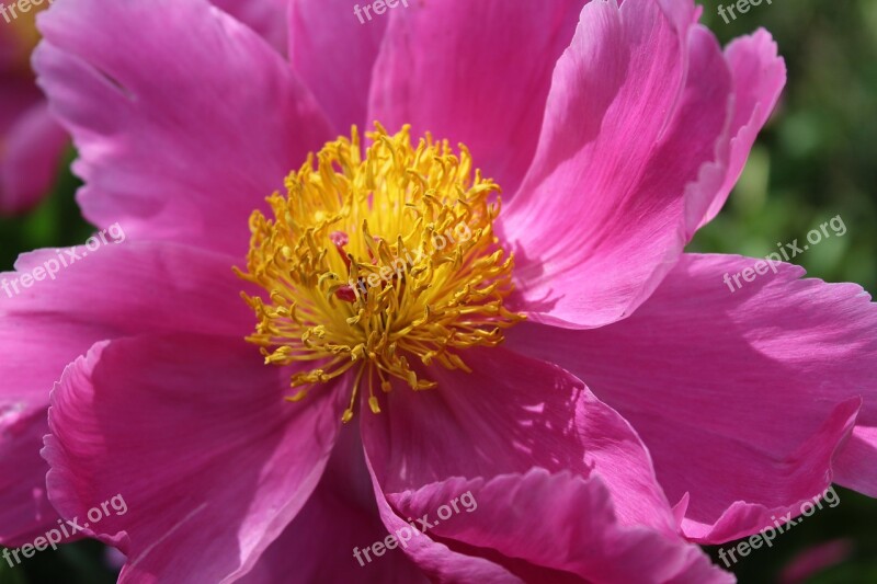 Peony Pink Flower Close Up Blossom