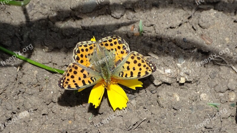 Butterfly Pollen Insect Flower Nature