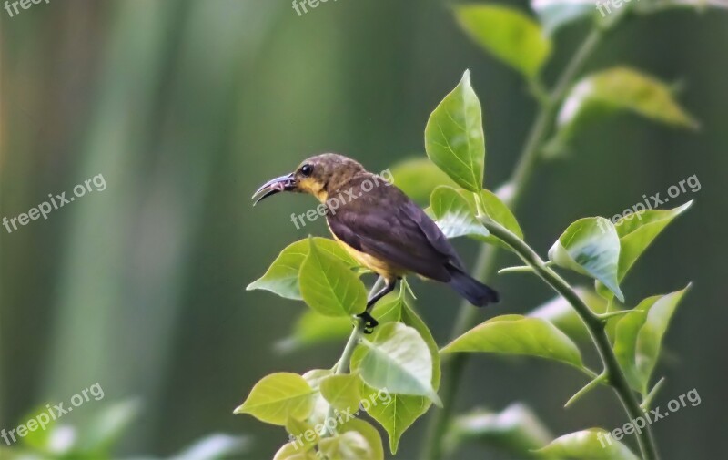 Sunbird Olive-back Female Wild Wildlife