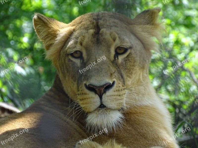 Lioness Zoo Brno Beast Mammal Brown