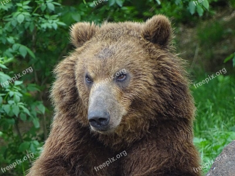 Bear Kamchatka Zoo Brno Animals Dangerous Beast