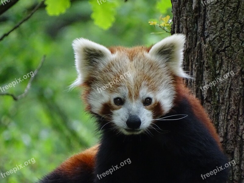 Red Panda Zoo Brno Mammal Nature Free Photos