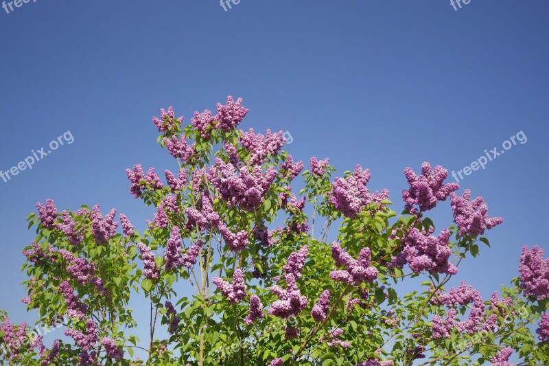 Lilac Purple Blossom Bloom Spring