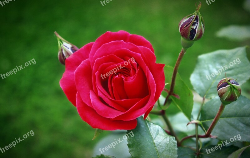 Red Rose Rose Green Red Roses Nature