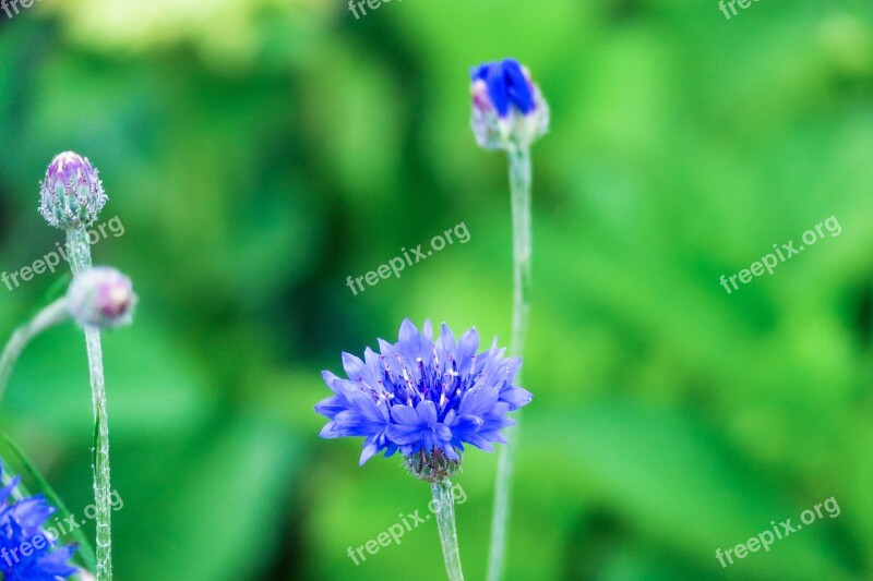 Chicory Xie Plant Flower Hua Xie