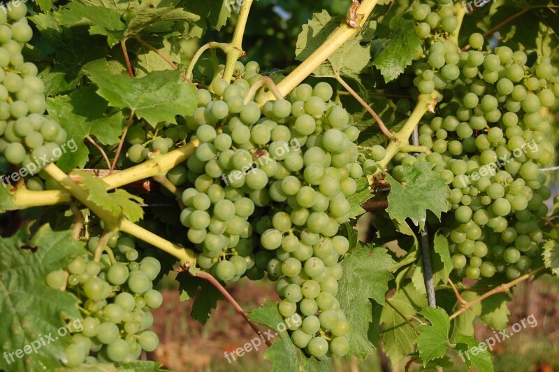 Wine Grapes Vintage White Wine Fruit