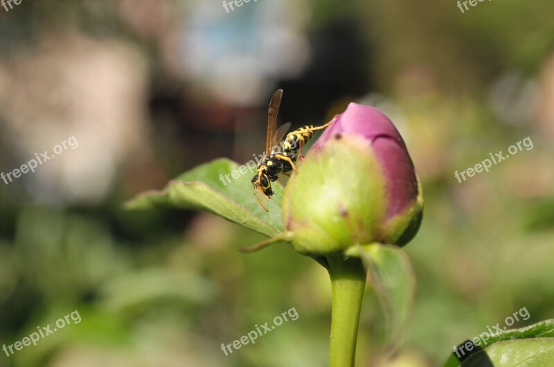 Flower Bud Osa Free Photos