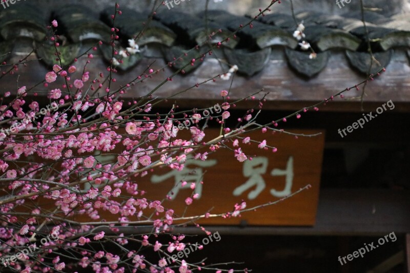 Plum Blossom Probe Mei Lingfeng Explore Mei Hangzhou Botanical Garden