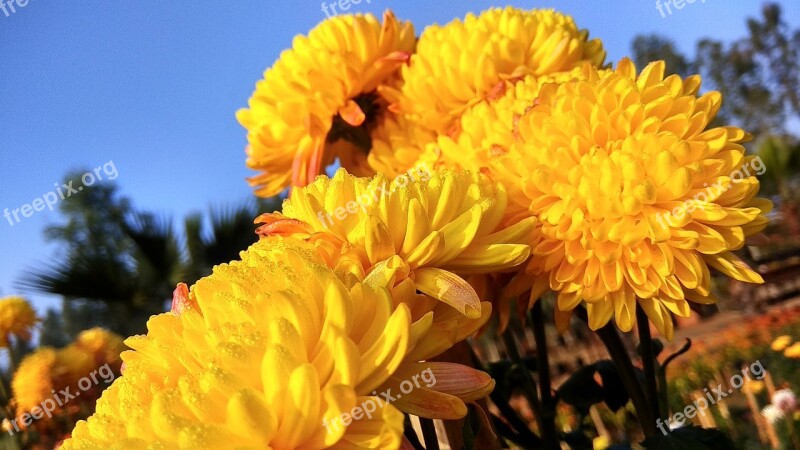 Flowers Marigold Flowers Yellow Free Photos