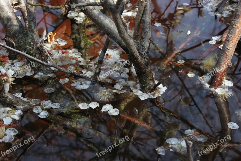 Plum Blossoms Plum Blossom Plum Spring Plum Tree