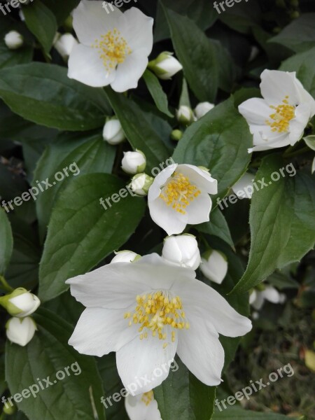 Jasmine Flowers White Flower Nature The Sweet Smell Of