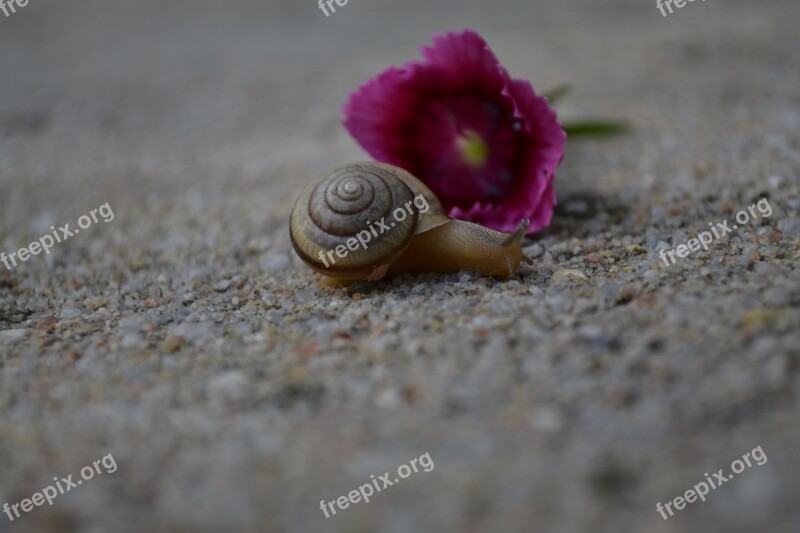 Snail Pink Shell Flower Slow