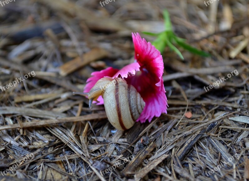 Snail Flower Pink Nature Blossom