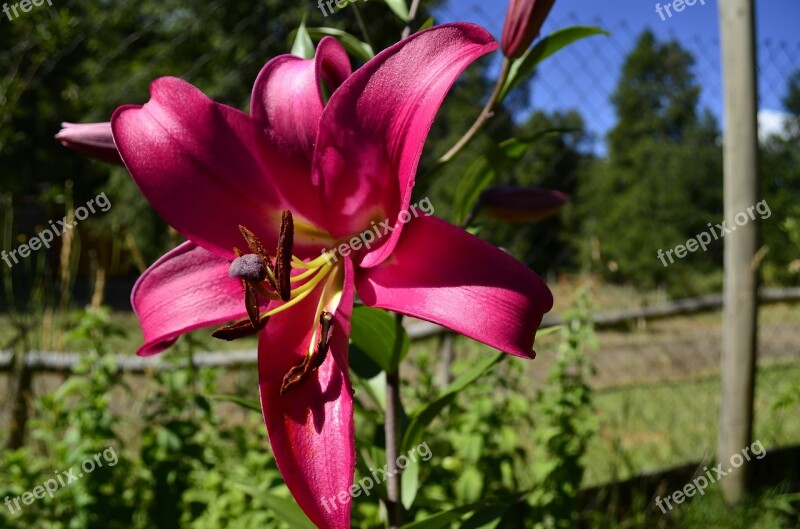 Lilium Nature Colors Free Photos