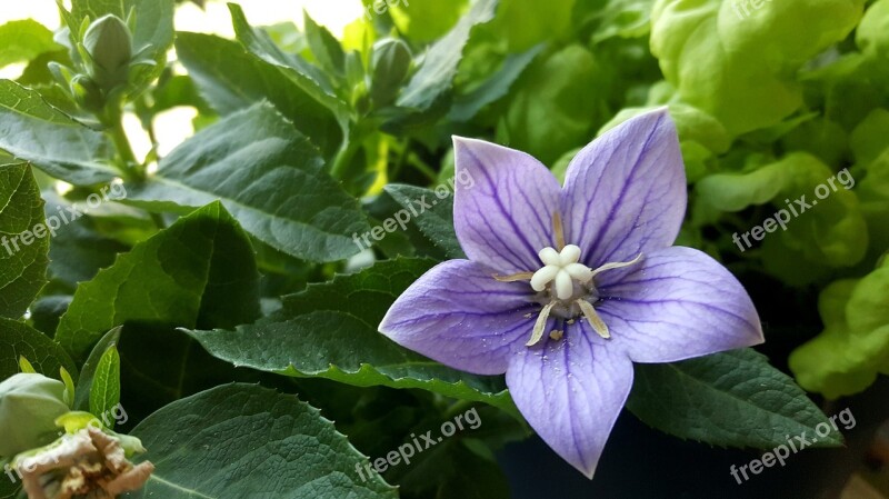 Flower Bloom Plant Purple Nature