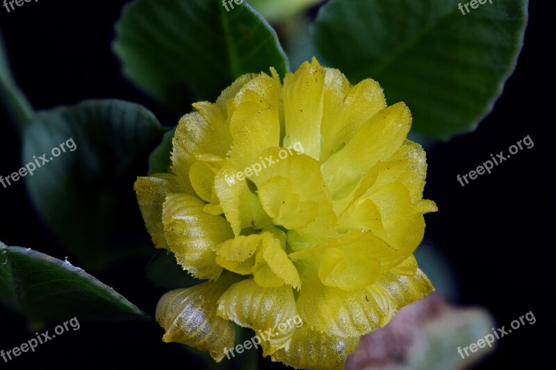 Close Up Macro Macro Photography Plant Flower