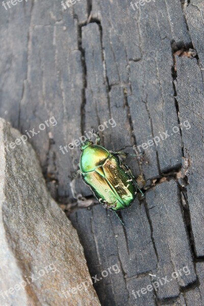 Beetle Chafer Macro Closeup Insects