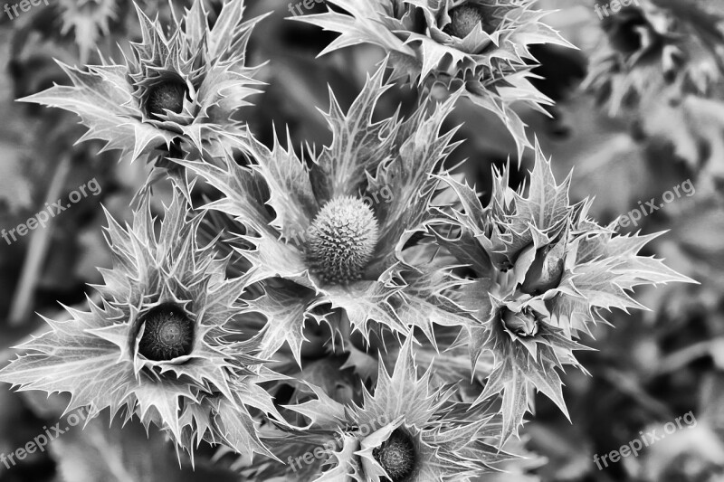 Thistle Prickly Close Up Nature Prickly Plant