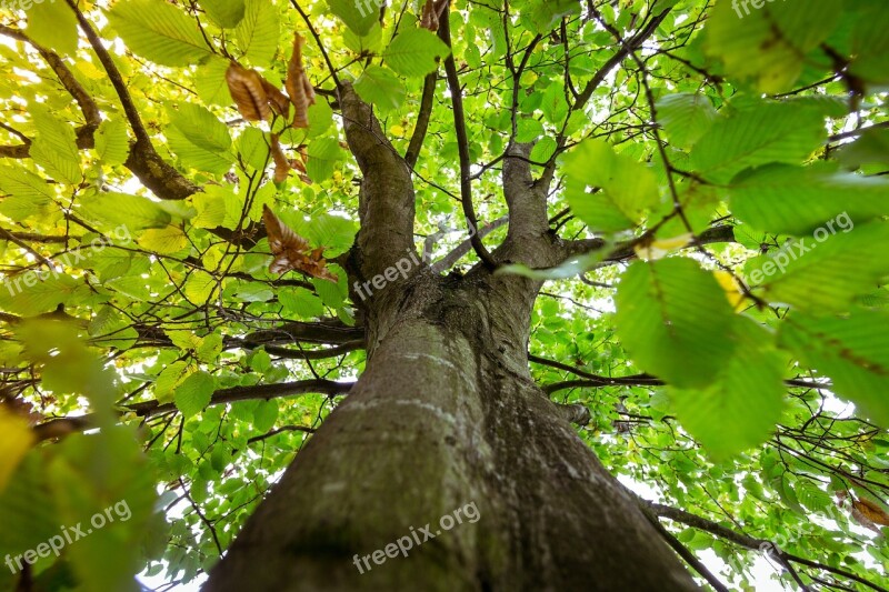 Tree Forest Green Nature Landscape