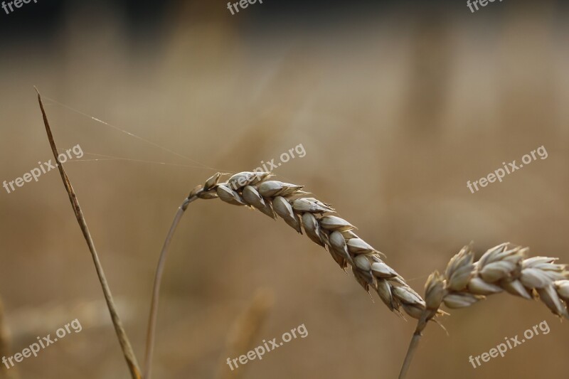 Cornfield Wheat Grain Wheat Field Cereals