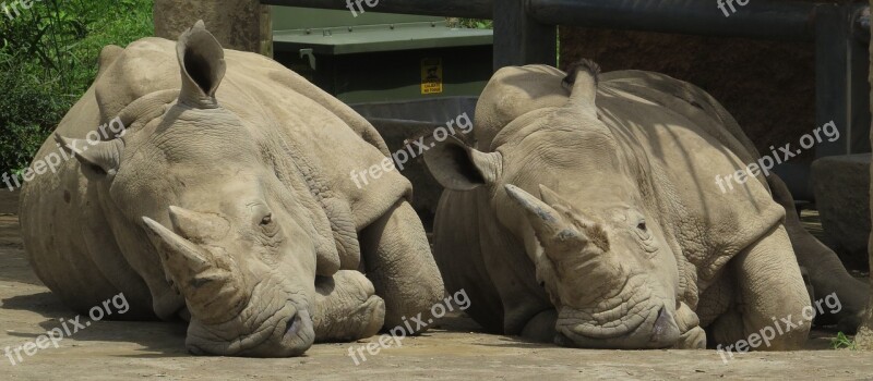 Nature Rest Animals Rhinos Free Photos