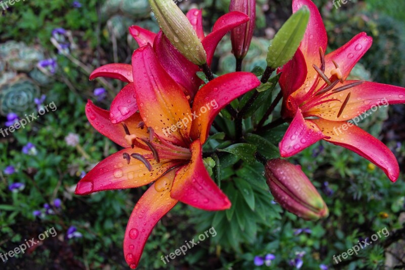 Lily Flower Field Plant Nature