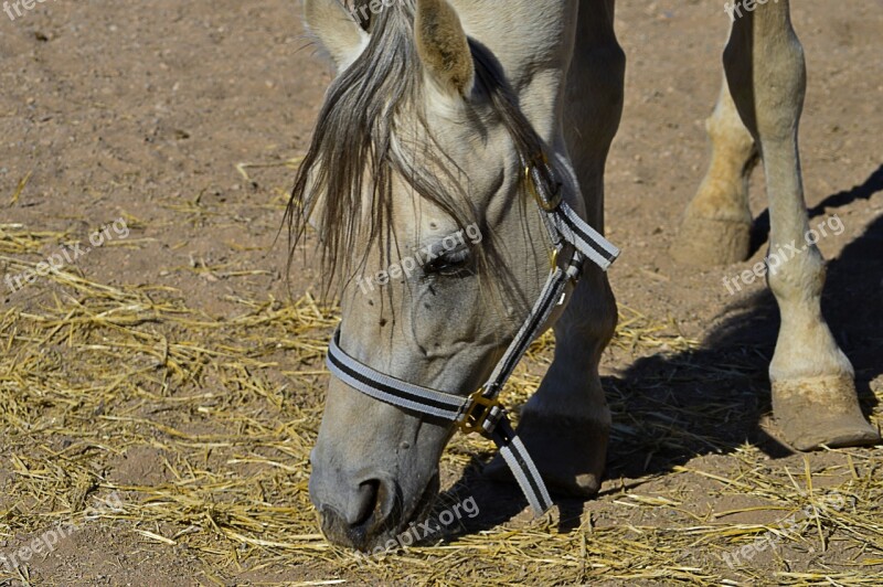 Horse Head Horse Grazing Head Animal Equine Four Legged