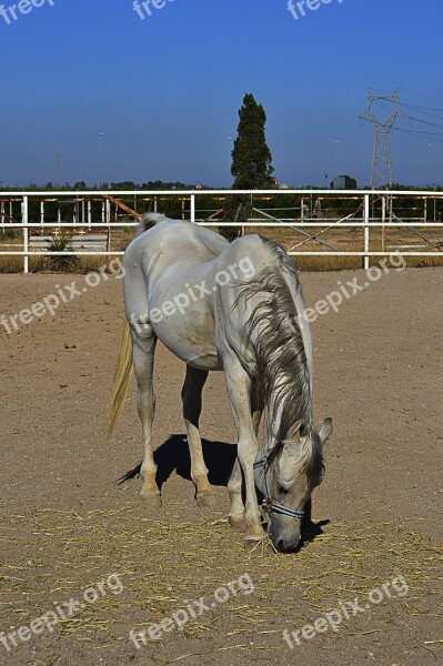 White Horse Arabian Horse Horse Animal Crin