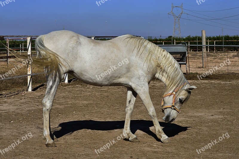 Horse White Horse Arabian Horse Animal Crin