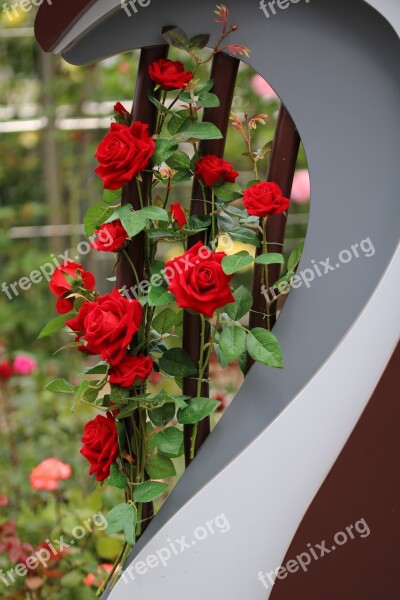 Rose Rose Festival Flowers Jungnangcheon Fresh Medium