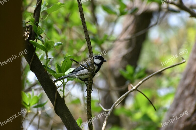 Animal Forest Wood Green Bird