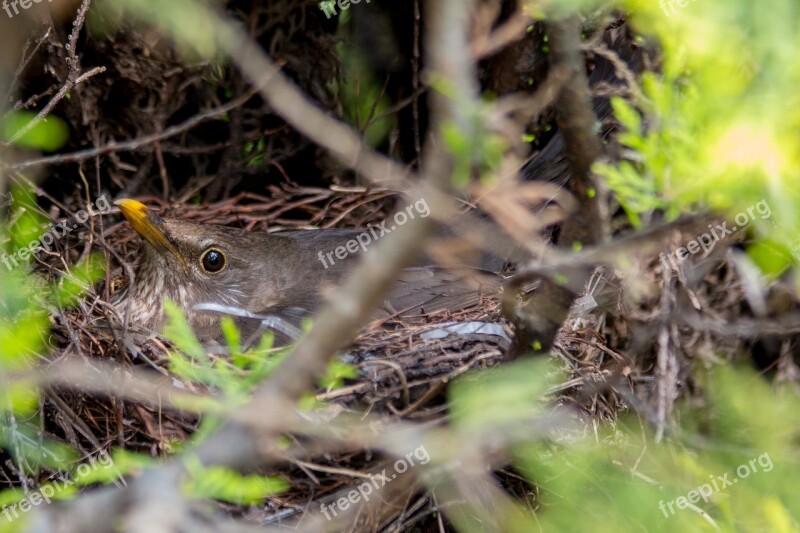 Blackbird Nest Bird's Nest Bird Young Birds