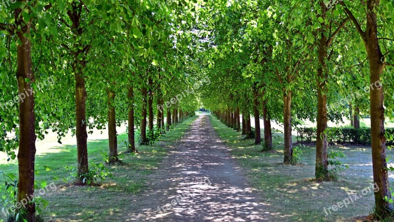 Avenue Trees Away Tree Lined Avenue Trail