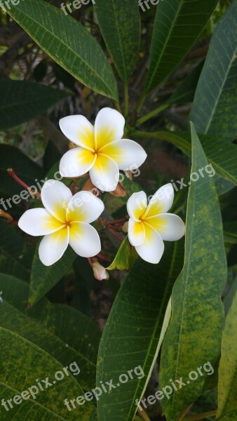 Tropical Flower Foliage Summer Blossom