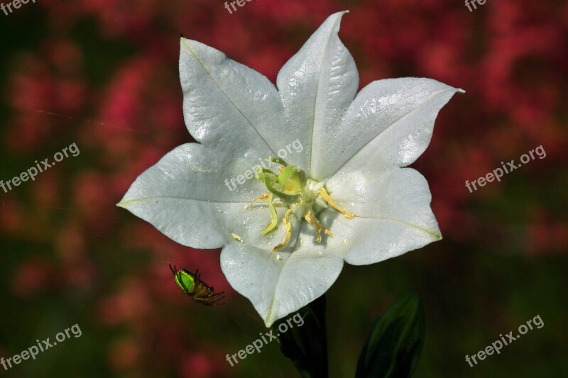 Flower Rozwar White This Paucarcancha With A Whiff Of Insect