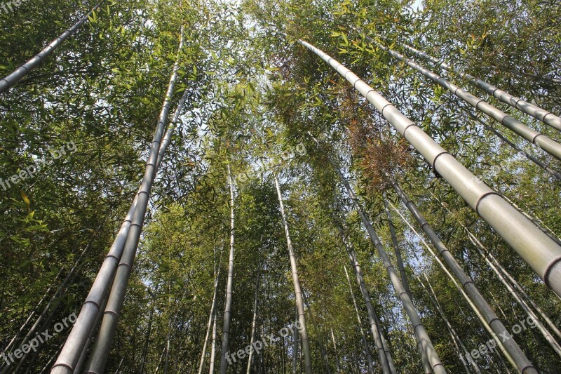 Bamboo Vs Grove Nature Plants Green