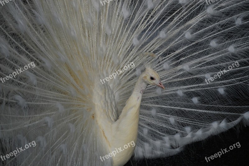 White Peacock Bird Peacock Feathers Majestic Free Photos