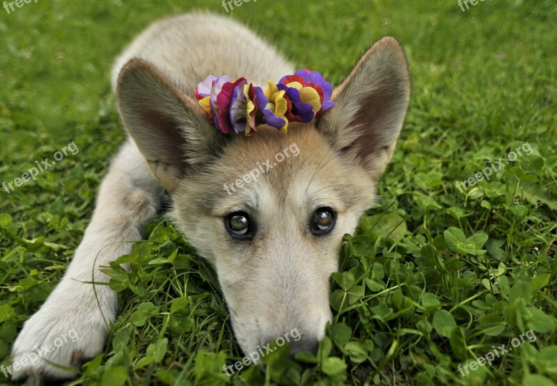 Puppy Dog Wolf Canine Adorable