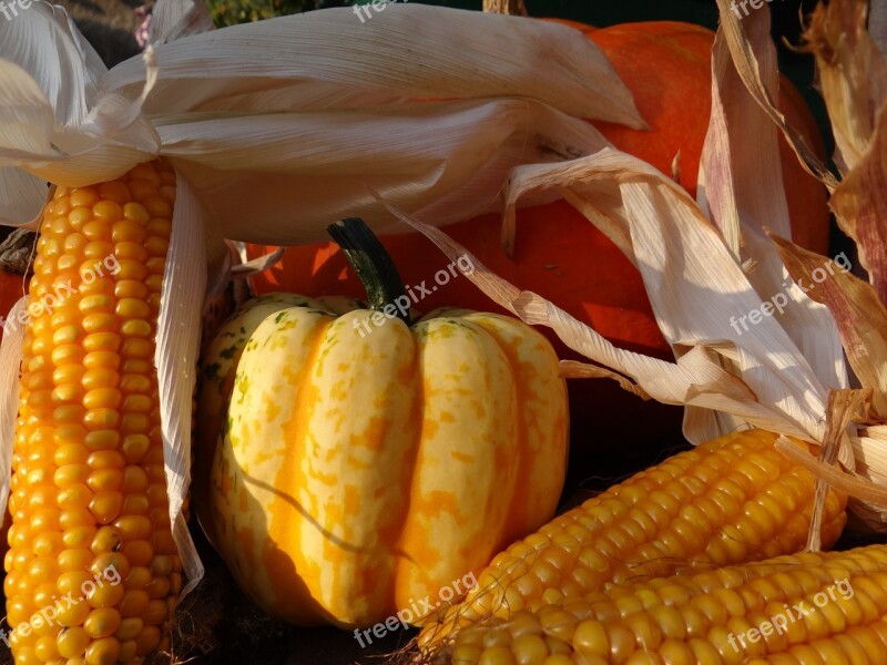 Autumn Autumn Decoration Thanksgiving October Gourd