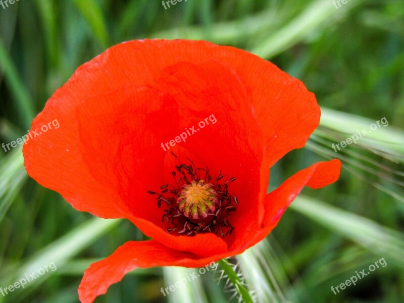 Poppy Flower Red Nature Beauty