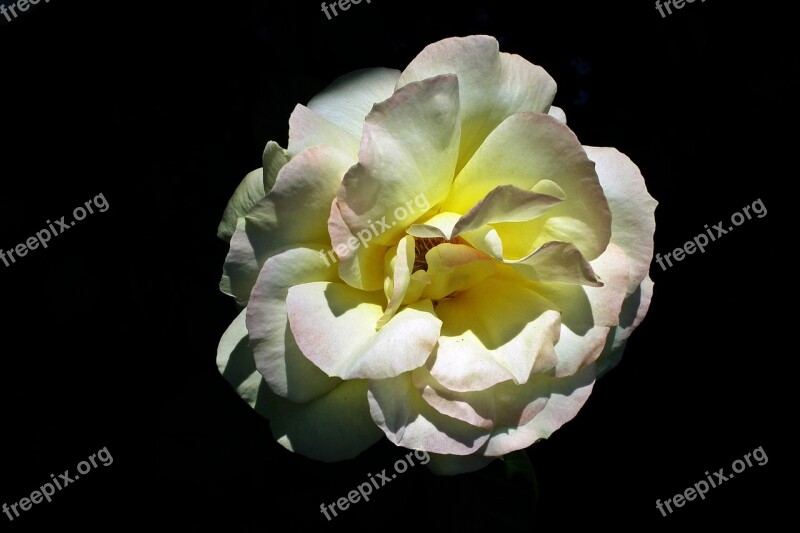 Flower Rose Rose Petals Nature Macro