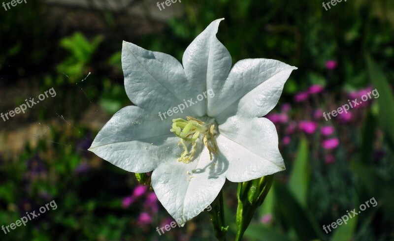 Flower Rozwar White Spring Closeup