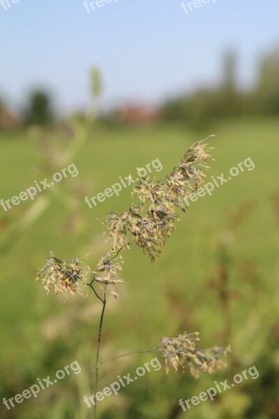 Grass Grasses Wild Grasses Wild Flora Tall Grass