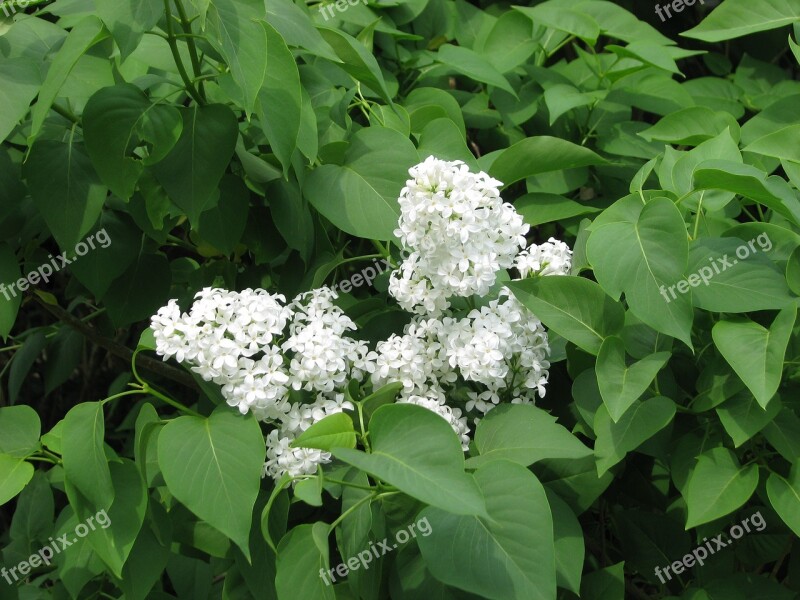 Common Lilac White Lilac Syringa Vulgaris Ornamental Shrub Moneymore