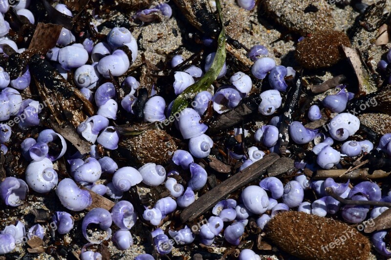 Mussels Snails Snail Shells Nature Close Up