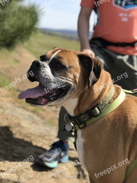 Boxer Dog Pet Canine Companion Doggy