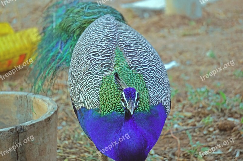 Peacock Closeup Birds Wildlife Bharat