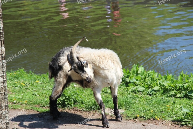 Goat River Quiet River Animals Nature