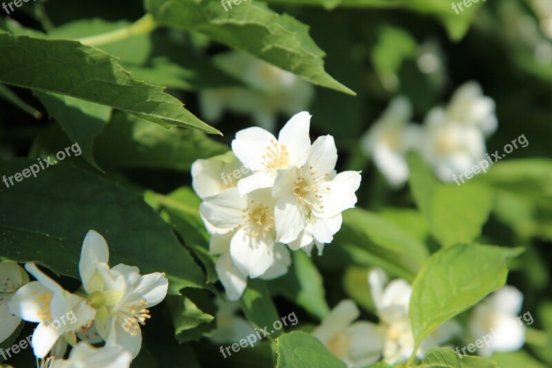 Seringas Mock-orange Seringat White Flowers White Flower